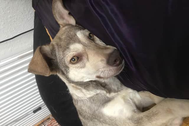 Alin is now happy and healthy are in need of a forever home.