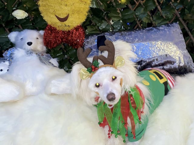 Fabio gets festive