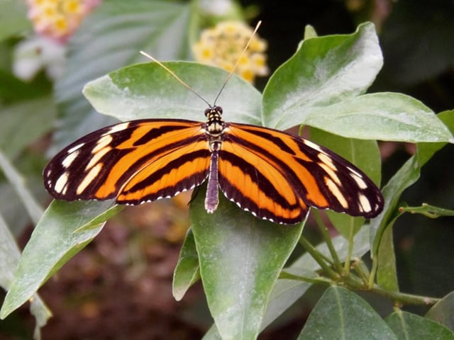Cumberland House Natural History Museum in Southsea - popular for its butterfly house - is a free museum which is an ideal place to visit on a cold and wet day.
Picture: Karen Davis-Duncan