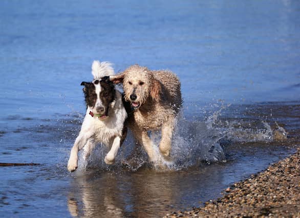 These are the most expensive breeds of dogs in the UK.