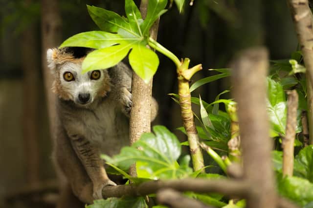 Crowned lemur at the zoo. 
Picture credit: Jason Brown