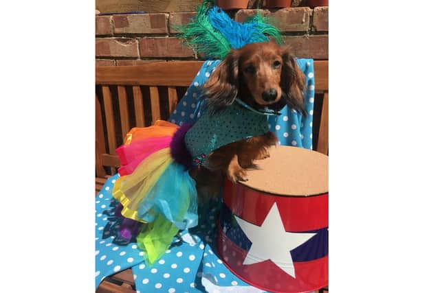 East Hants Dachshunds is hosting an online dachshund-only dog show to keep owners connected during lockdown. Larissa Carey's dogs Amber and Harley posed for some photos to promote the contest