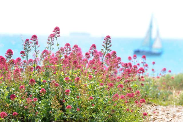 Some of the rare plant life found only on Eastney beach in Southsea. Picture: Sarah Standing (020620-3705)