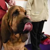 Bloodhound is among the vulnerable native breeds in the UK. Picture: Matthew Eisman/Getty Images