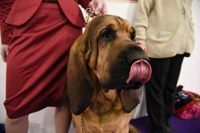 Bloodhound is among the vulnerable native breeds in the UK. Picture: Matthew Eisman/Getty Images