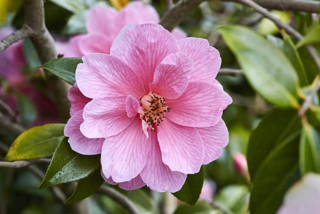 Camellia Donation - perhaps you would like to share it with a friend? Picture: Shutterstock