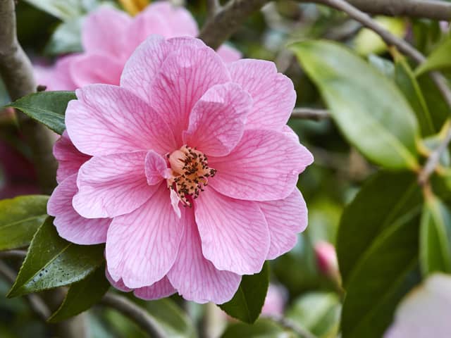 Camellia Donation - perhaps you would like to share it with a friend? Picture: Shutterstock