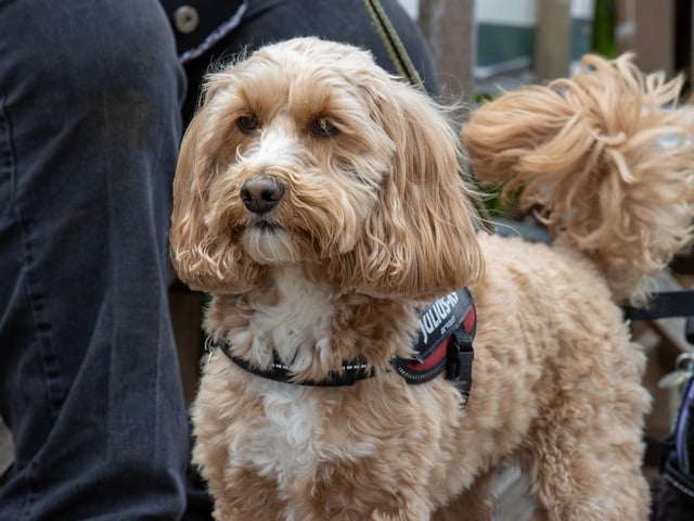 Visitors were treated to a Birds of prey display at Port Solent on Thursday, along with arts and craft for children.
Pictured - Lilly the Dog waiting for the Birds of Prey
Photos by Alex Shute