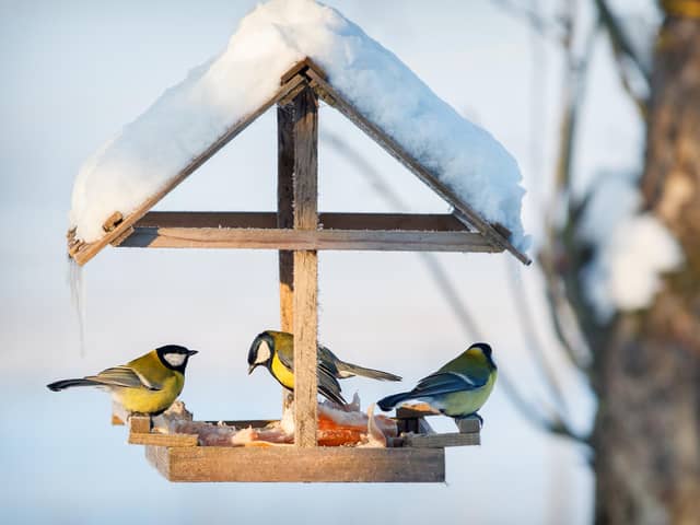 There are essential jobs to do in the garden this December
