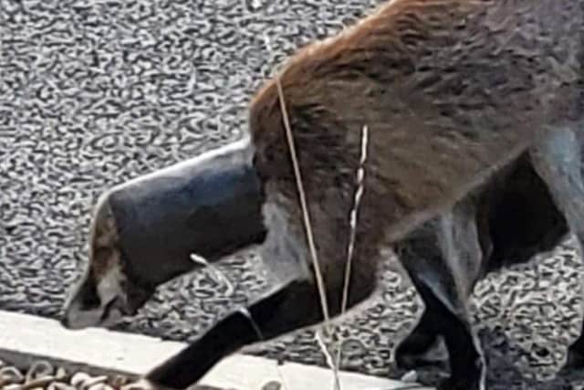The fox has been freed from the plastic tubing stuck round its neck, but is now in a poor state. Picture: Debra Jessie