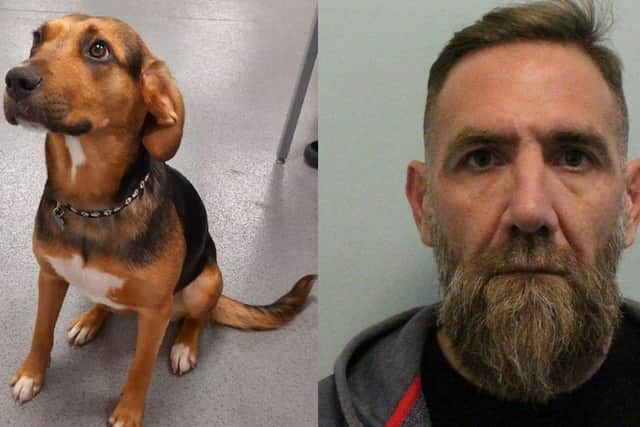 Samano Galas has been imprisoned for six years and four months after trying to smuggle £800,000 worth of cocaine into the UK from Mexico using his two year old dog, Camila. 
Pictured: Camila (left) and Samano Galas (right).