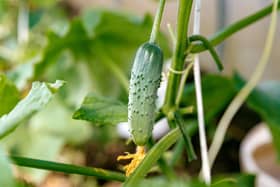 Petita half-sized cucumbers.