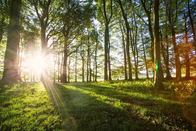 Over 12,000 newly-planted trees in the South Downs National Park have been dedicated to the Queen for the Platinum Jubilee.