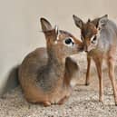 Marwell Zoo has welcomed a second tiny dik-dik calf to Marwell Zoo, a sibling for Mdalasini who was born in March this year.
Picture: Helen Pinchin