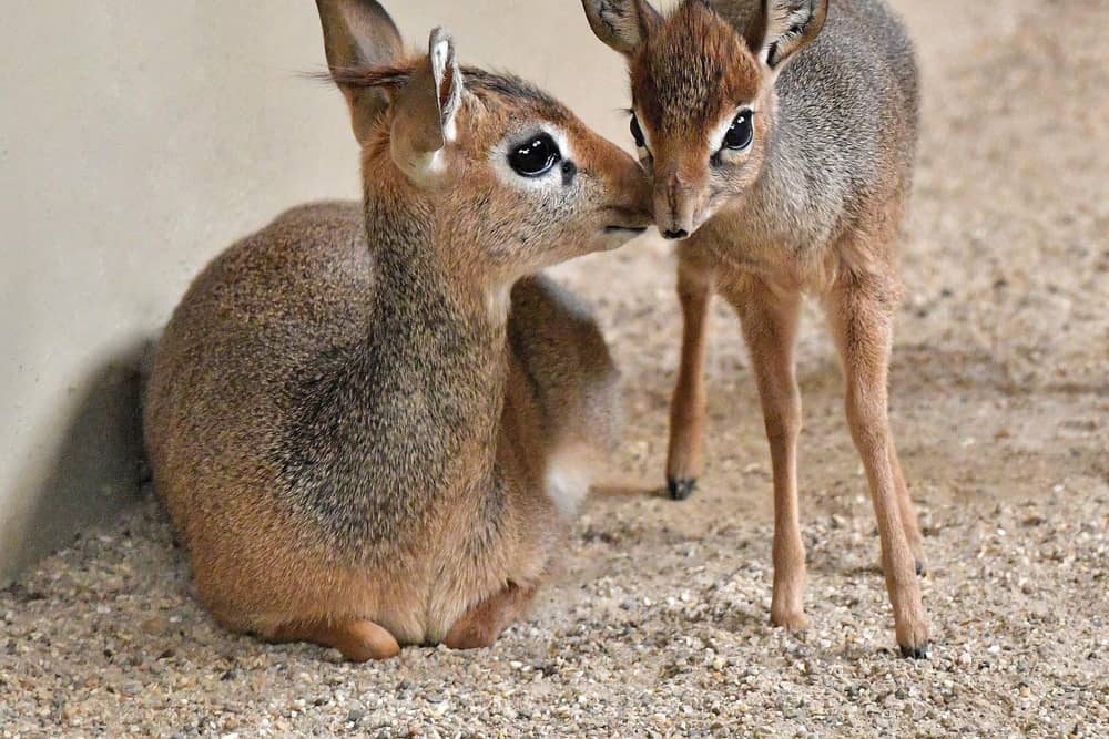 Marwell Zoo has welcomed a second tiny dik-dik calf to Marwell Zoo, a sibling for Mdalasini who was born in March this year.
Picture: Helen Pinchin