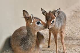 Marwell Zoo has welcomed a second tiny dik-dik calf to Marwell Zoo, a sibling for Mdalasini who was born in March this year.
Picture: Helen Pinchin