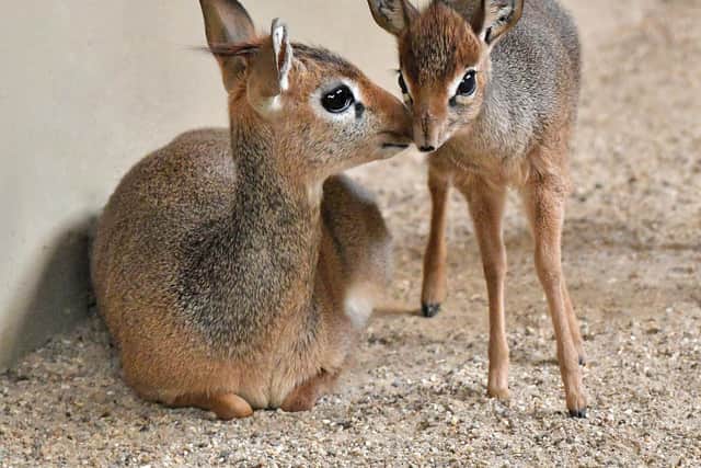 Marwell Zoo has welcomed a second tiny dik-dik calf to Marwell Zoo, a sibling for Mdalasini who was born in March this year.
Picture: Helen Pinchin