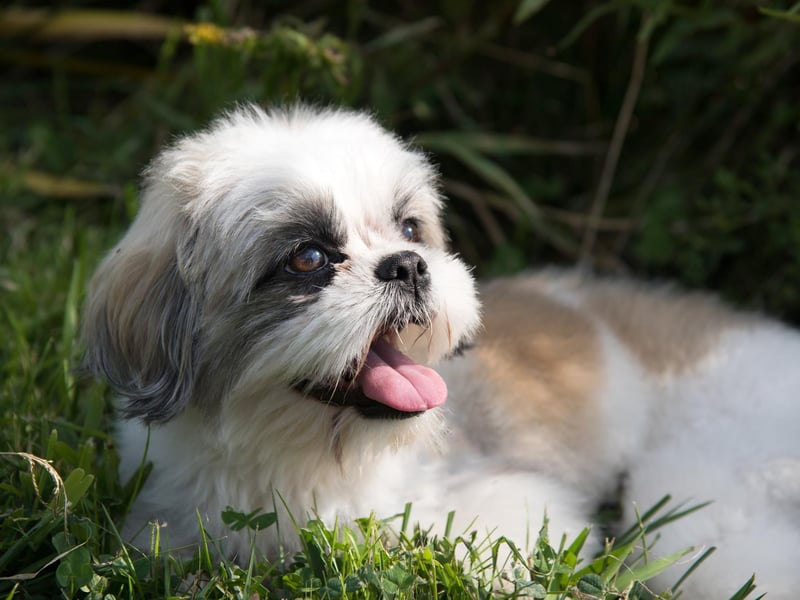 Shih-tzu dogs have been featured in 16,144,454 hashtags. 
Credit: Shutterstock