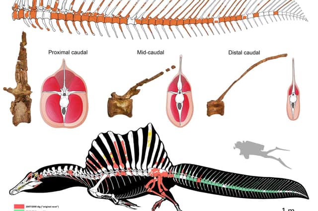 Top: reconstruction of the tail skeleton of Spinosaurus (missing bones shown in white). Centre: cross sections through the tail showing changes in the vertebrae, tail volume, and arrangement of major muscles. Bottom: the new, surprising look of Spinosaurus (black, soft parts; red, bones collected by the locals; green, bones from recent scientific excavations; yellow, bone fragments collected in the debris). Drawings: Marco Auditore. Photos: Gabriele Bindellini.