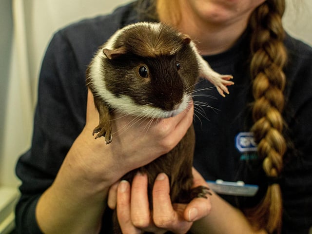RSPCA The Stubbington Ark, Stubbington on Tuesday 13th February 2024

Pictured: June

Picture: Habibur Rahman