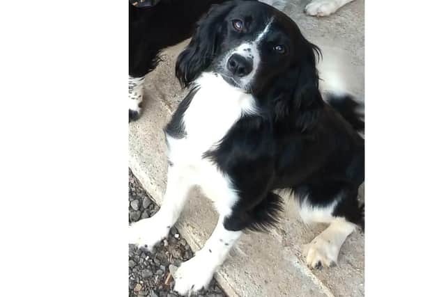 A £2,500 reward has been offered for information leading to the safe return of the stolen therapy dog. Picture: Crimestoppers