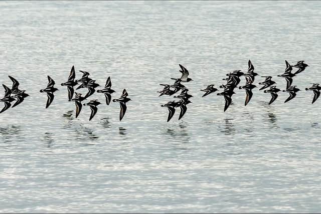 Maggie White's commended picture of birds in flight