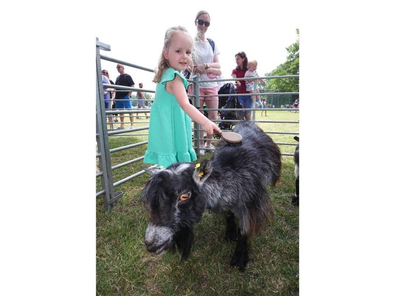 3 year old Darcie Speight brushes a goat from Mucky Bucket Farm.
Picture: Stuart Martin (220421-7042)