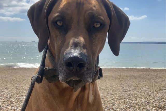 A fundraising campaign has been launched by Leah Mabey for her beloved dog Roger, the three year old Rhodesian ridgeback, who needs chemotherapy