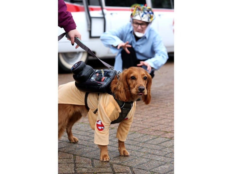 Pictured is Farley the Spaniel dressed up for fun.
Picture: Sam Stephenson.