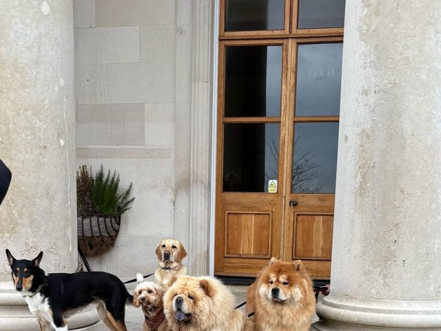 Dogs getting ready to explore within the beautiful Rookesbury Park House in Wickham.