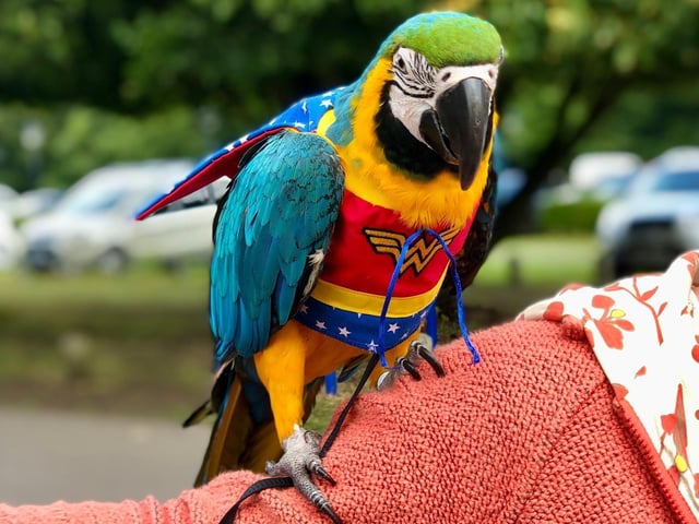 Watch the wonderful colours of the Parrots whilst they fly & at the displays at the Pet Fair.