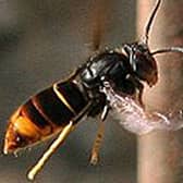 An Asian hornet Picture: Jean Haxaire/Defra/PA Wire