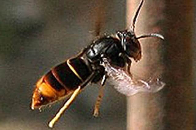 An Asian hornet Picture: Jean Haxaire/Defra/PA Wire