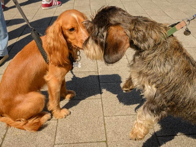 Indy and Clive get to know each other.Picture: Keith Woodland (250521-6)