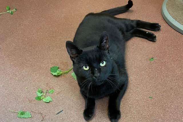 A nine-year-old black cat called Nelson, who is up for adoption. Picture: RSPCA Stubbington Ark