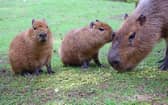 Two capybara twins born at zoo