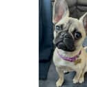 Coco is in desperate need of surgery to help her keep her eye sight as well as improve her breathing.