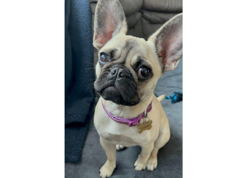 Coco is in desperate need of surgery to help her keep her eye sight as well as improve her breathing.