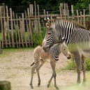 Marwell Zoo has welcomed the birth of a Grevy's zebra.