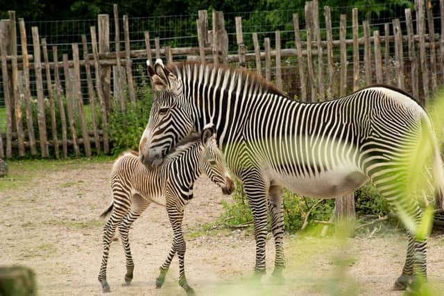 Marwell Zoo has welcomed the birth of a Grevy's zebra.