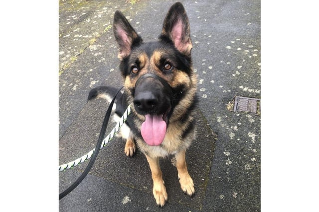 Roxi is a two-year-old German Shepherd and she is currently living in Waterlooville.