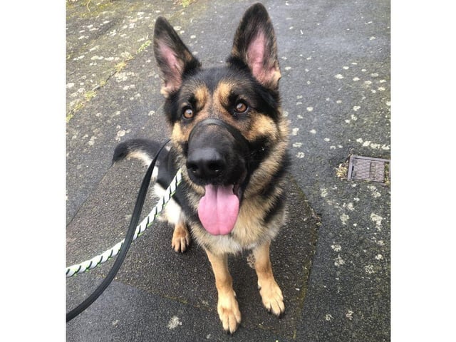 Roxi is a two-year-old German Shepherd and she is currently living in Waterlooville.