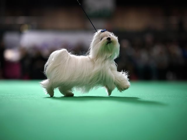 Maltese is another breed of dog that is commonly targeted by thieves.