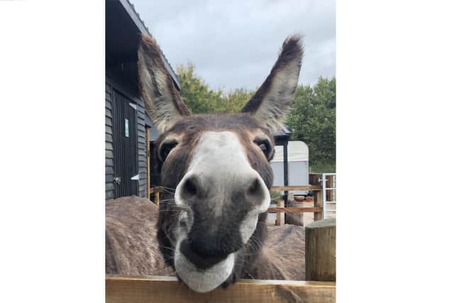 Hayling Island Donkey Sanctuary is set to reopen, allowing visitors to meet the 20 donkeys being cared for at the centre in Mill Rythe Lane