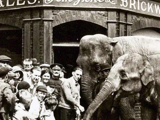 The Elephant & Castle in Sultan Road, Buckland, with elephants provided by a visiting circus in 1930. The chap holding the bucket, which was filled with beer, was the aptly-named Charlie Phillpots, the pub cellarman.