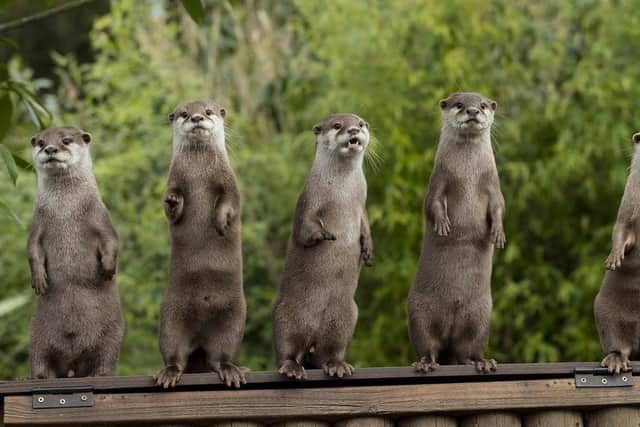 Marwell Wildlife has called for people to support its fundraising efforts following the break-in. Credit: Jason Brown Photography