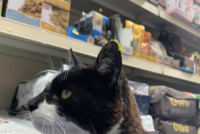 Hayling Island cat king Pip