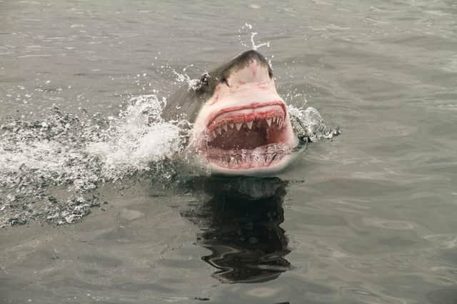 It's officially silly season for newspapers - the time when Great White Sharks are spotted in English waters Pic: PA Photo/thinkstockphotos.