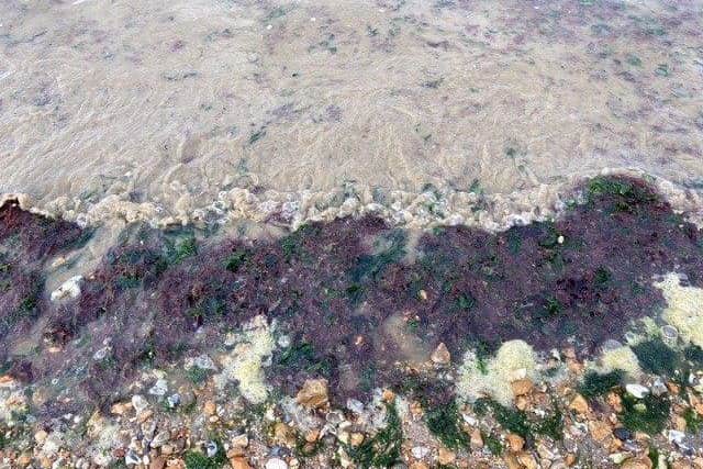 Water quality in Lee. Picture: Elaine Johnson