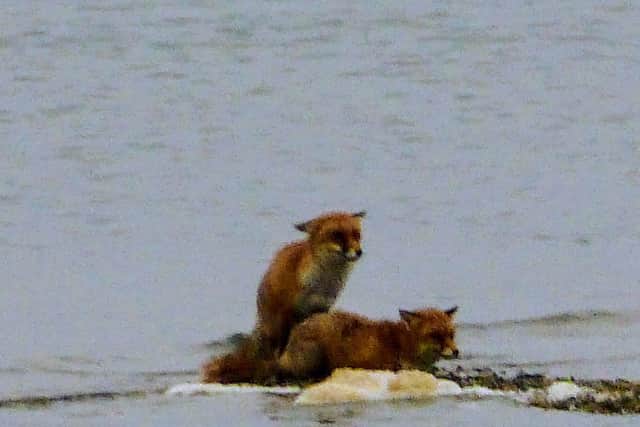 Foxes at Priddy's Hard Gosport. Pic Alison Treacher.
